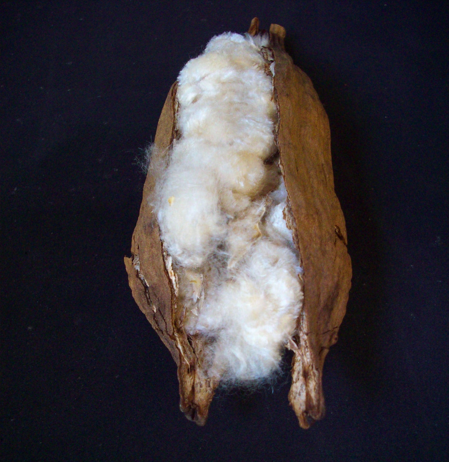 Kapok Pillow